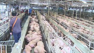 批發豬價虧本　豬農嘆：賣一頭賠千元