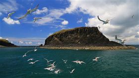 澎湖跳島賞鷗季將登場（1）交通部觀光局澎湖國家風景區管理處將於4月起推出春季「澎湖跳島賞鷗季」，辦理多場賞鷗深度之旅，遊客可欣賞燕鷗翱翔與生態之美。（澎管處提供）中央社  111年3月28日