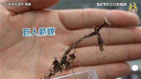 ▲皮特參加台灣最大的昆蟲展。（ 圖／皮特玩自然　授權）