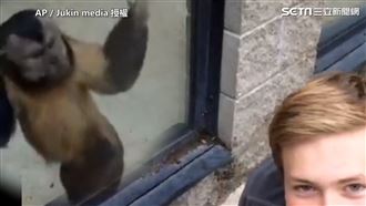 小猴子不滿！狂敲落地窗抗議搏關注