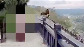 鯉魚潭風景區，栗翅鷹，攻擊遊客（圖／翻攝畫面）