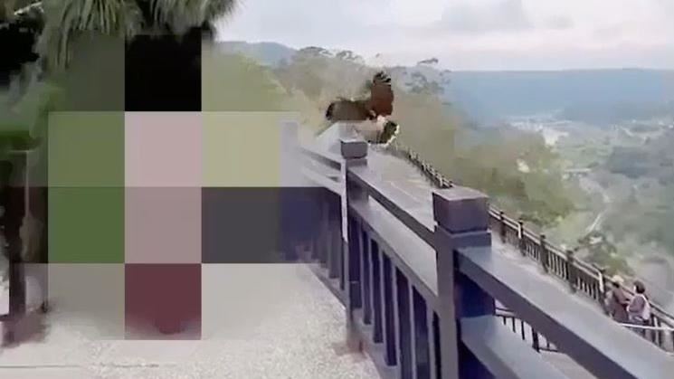 放飛獵鷹攻擊女遊客　新手飼主下場慘