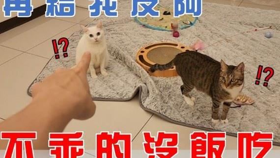 你也愛喵星人嗎？十大貓咪YTR超萌
