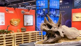 美國蒙大拿州全世界最完整的三角龍骨頭。（圖／翻攝自三創臉書）