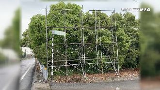 彰議員帆布廣告不見　農民拆走曬蒜頭