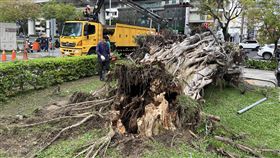 台中市政府文心樓旁路樹倒塌（1）台中市政府文心樓南側機車停車場旁空地，一棵高約12公尺的榕樹29日下午驚傳倒塌，市府緊急出動人員及吊車到場清除。中央社記者郝雪卿攝  111年3月29日