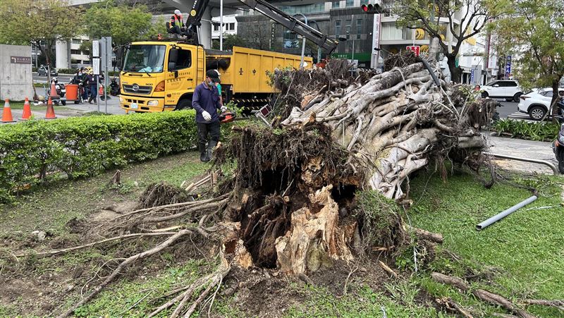 台中路樹倒塌　多輛機車遭殃將理賠