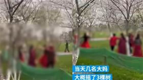 大陸,拍片,櫻花樹。（圖／翻攝自澎湃新聞微博）