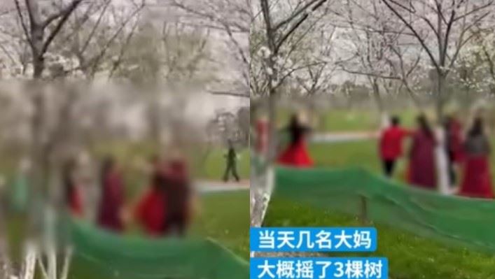 大媽拍片狂搖3櫻花樹　網怒批：公害