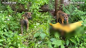 ▲洪彥琪帶著家中毛孩一起環島，路程中遇到一隻浪浪。（圖／洪彥琪 授權）