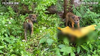 浪浪哭號求助　他走近屍臭撲鼻惹淚