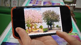 埤頭粉紅苦楝樹暴紅　遭爆美圖修很大