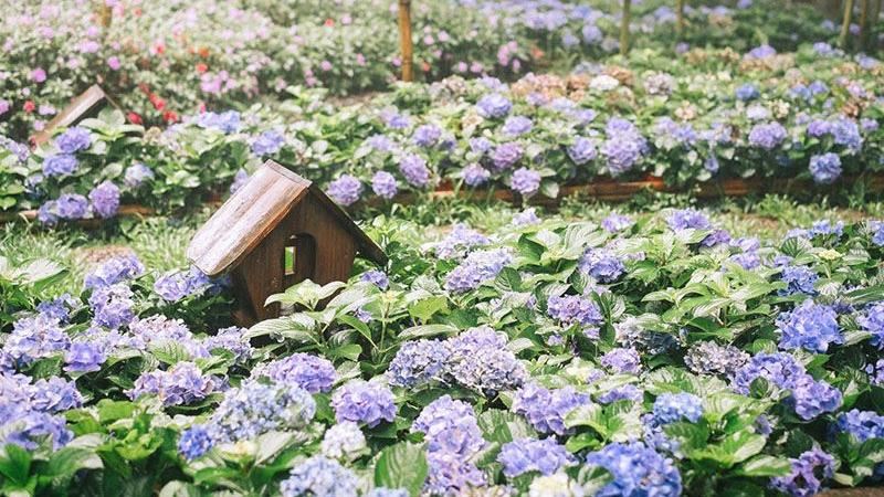 夏季螢光蟲、繡球花森林開趴囉！