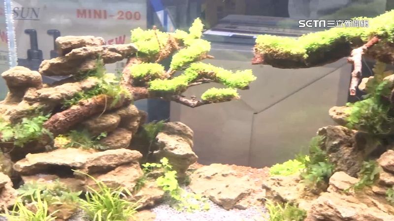買4百元沉木未通報　遭防檢局罰3萬