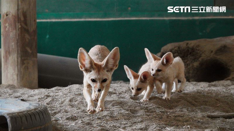 兒童節連假遊頑皮　2人同行799元