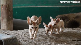 兒童節連假遊頑皮　2人同行799元