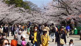 日本新增逾4萬確診病例 東京添7846例日本29日新增4萬4466例COVID-19（2019冠狀病毒疾病）確診病例，連續4天多於上週同一天。東京都新增確診7846例。圖為28日東京上野公園。中央社記者楊明珠東京傳真 111年3月29日