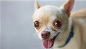 吉娃娃。（圖／翻攝自Pexels）