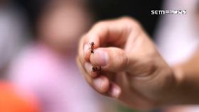 文 蟻咬唇黑死1200