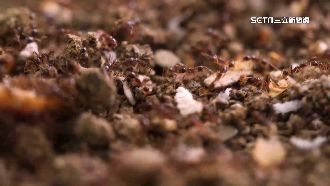 工人遭螞蟻咬腿身亡　法醫解剖驗死因