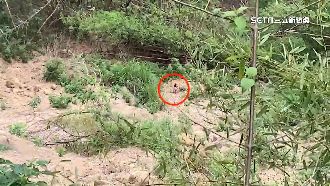 女跌落60米駁坎　困3天靠溪水維生