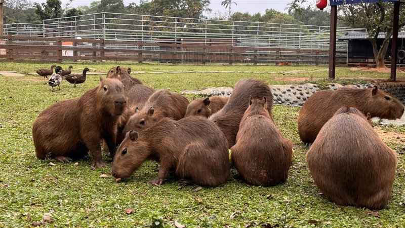 10隻小水豚齊亮相　門票僅150元