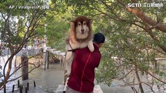 胖汪見獨木橋腿軟　老爸霸氣扛過橋