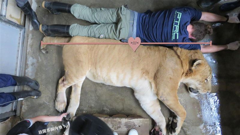 獅虎「阿彪」12歲了！健檢數據曝光