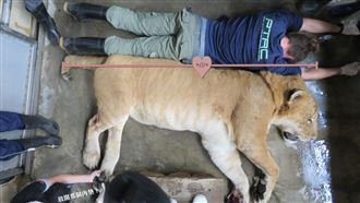 獅虎「阿彪」12歲了！健檢數據曝光