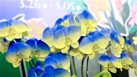 台南蘭展有看頭　先進農業技術讓蘭花更繽紛(圖/作者提供)