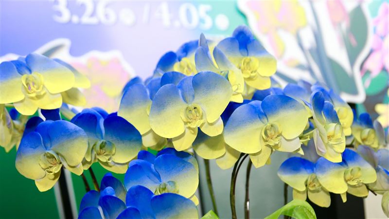 台南蘭展有看頭！新技術「烏克蘭」花