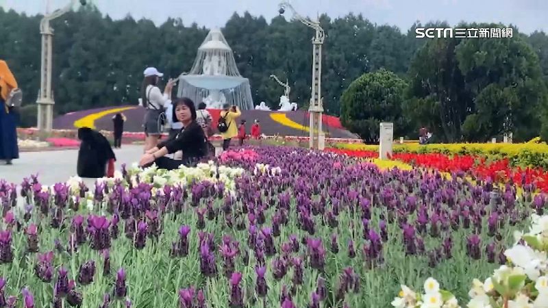 粉紫薰衣草飄散盛開　宛如置身歐洲