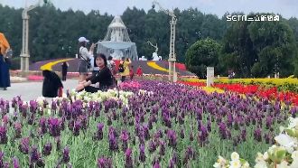 粉紫薰衣草飄散盛開　宛如置身歐洲