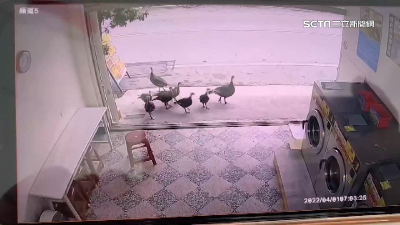 9隻火雞大鬧洗衣店　民眾目睹全嚇壞