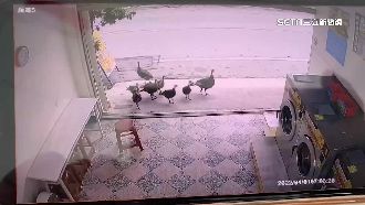 9隻火雞大鬧洗衣店　民眾目睹全嚇壞