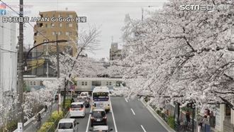 日本櫻花綻放　十分鐘身歷其境賞櫻去
