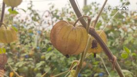 A神秘果千元1200