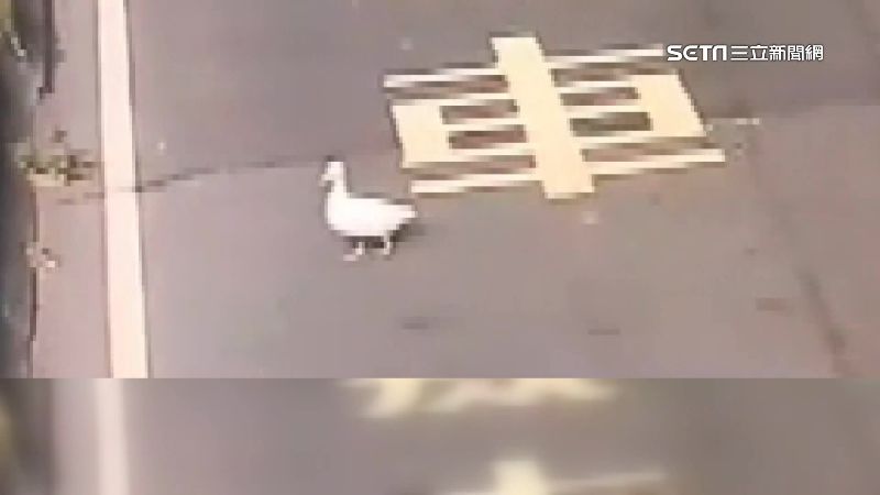 鴨界貴婦逛大街！飼主急衝警局報案