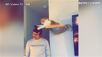 主人與貓貓爭奪帽子　模樣逗趣網笑翻