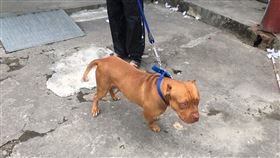 崁頂鄉,狗咬人,女童