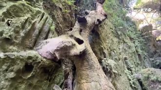 柴山「外星小樹人」夯！山友驚手掌毀