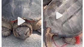 河南女子買烏龜卻不能放生（圖／翻攝自微博）