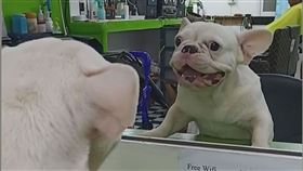 法鬥對著鏡中自己狂吠 網笑「最可怕的是自己？」