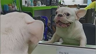 法鬥對鏡中自己狂吠　最可怕是自己？