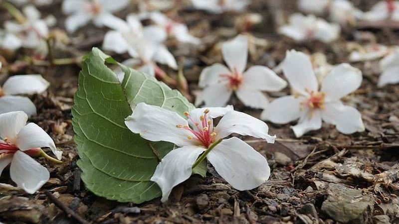 台東「花現鹿野鹿客」4/2正式開跑