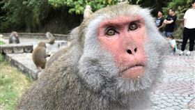 台東,猴子,台灣獼猴,登仙橋,東河鄉,潑猴（圖／記者蕭宥宸攝影）