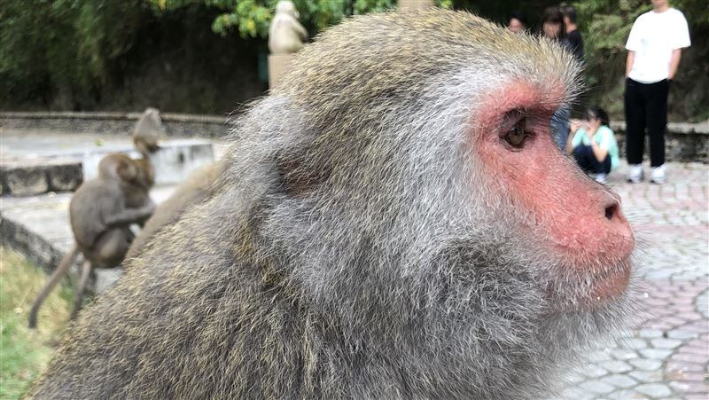 面對保育類動物如台灣黑熊、獼猴攻擊，生物老師建議，最有效方式就是利用動物特性「迅速喝退」或「迅速逃離現場」。（圖／記者蕭宥宸攝影）