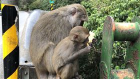 台東,猴子,台灣獼猴,登仙橋,東河鄉,潑猴（圖／記者蕭宥宸攝影）