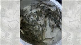 鄰居送禮！他一看「整盆活跳跳」 上萬人喊：鄉下人情味（圖／翻攝自爆廢公社二館）