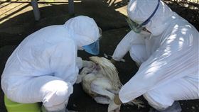 嘉縣某火雞場染禽流感  完成撲殺（1）嘉義縣家畜疾病防治所6日表示，日前接獲中埔鄉某火雞場通報場內火雞異常死亡，經採樣送至農委會家畜衛生試驗所檢驗，確診感染H5亞型高病原性家禽流行性感冒，4日已派員到場完成撲殺及清場消毒作業。（嘉義縣家畜所提供）中央社記者蔡智明傳真  111年4月6日